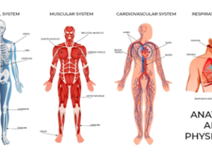 Anatomy and Physiology